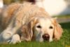 Friends of the Animal Shelter
