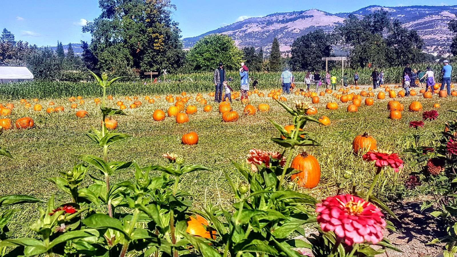 Pheasant Field Farms Harvest Festival 